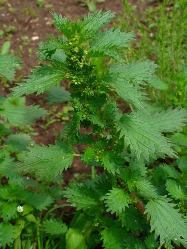 Apró csalán - Urtica urens, Urtica urens, saláta